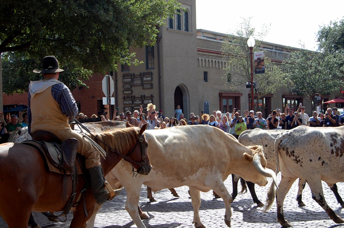 Our drovers work hard every day to keep the tradition alive! From training Longhorns to maintaining authentic 19th-century attire, it’s a true labor of love. 🤎 #CattleDriveLife