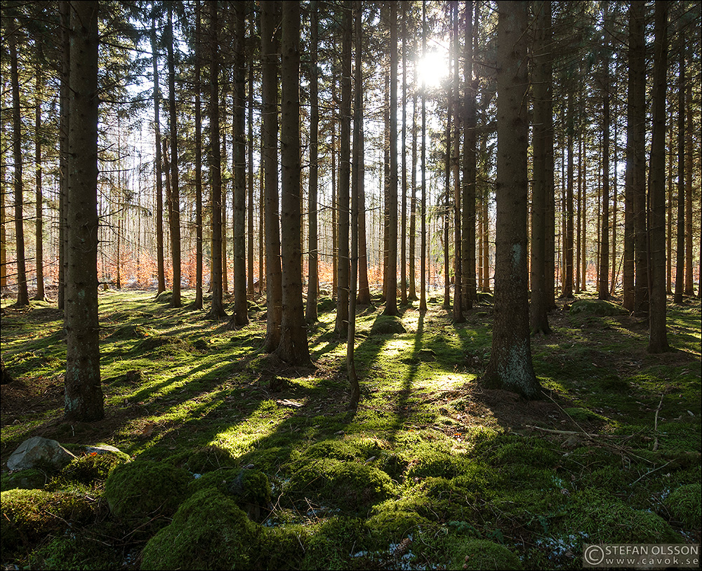 cavokstefan's tweet photo. Söndagen bjöd på så pass vackert väder att jag närmast kände mig tvungen att bege mig ut ett par timmar i naturen. Så det fick bli en relativt välbekant runda på knappt 8 kilometer genom Prästaskogen och Skrylle. 
Läs gärna mer på: https://t.co/1kV5B0RPbn https://t.co/sa64n31QZw
