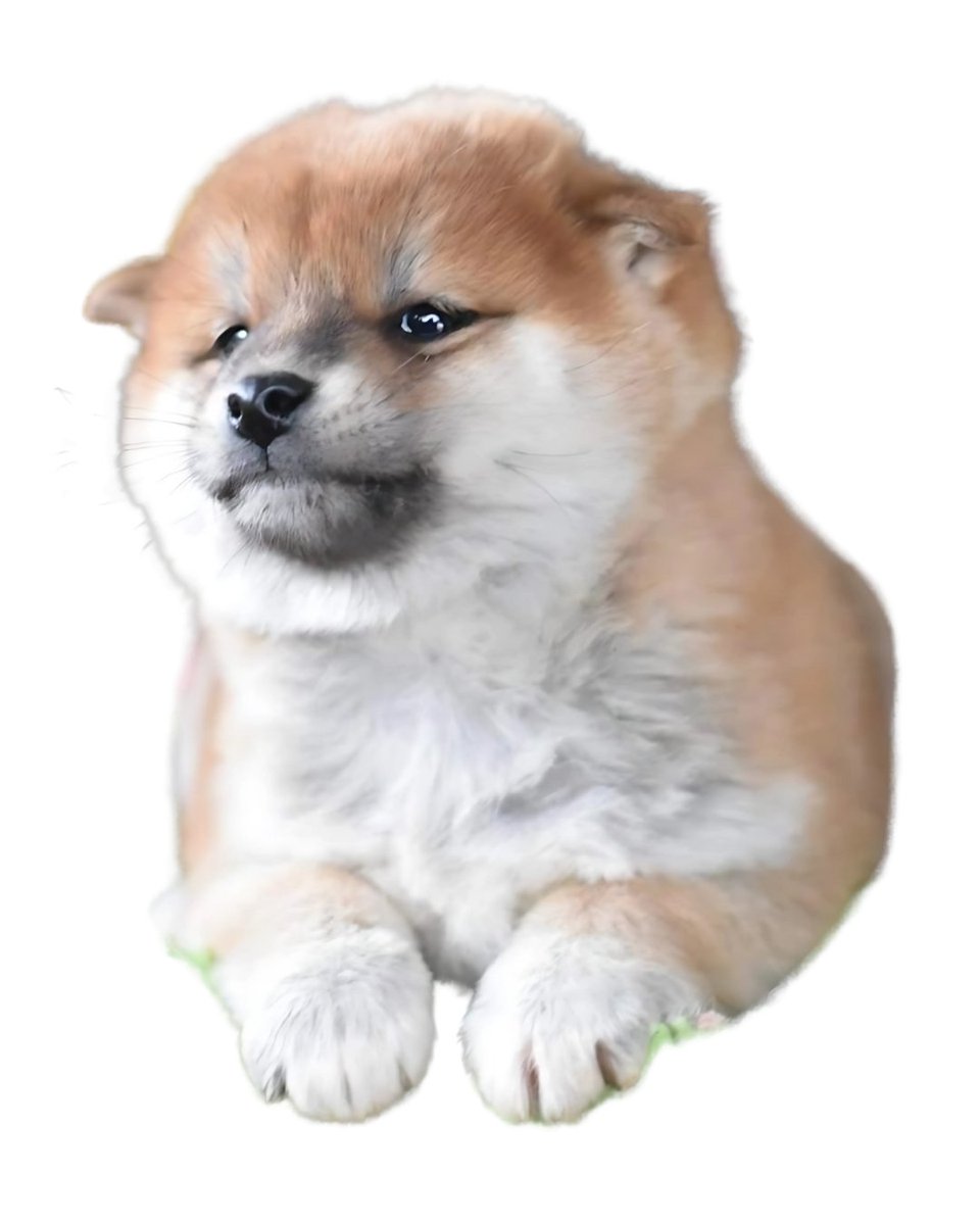 NGordopaw's tweet photo. ๐ถIโm not here to trick anyone! If you see people selling in the first days, donโt panicโitโs normal. Wait for the dust to settle, then be ready to make your move. Stay smart, stay safe, and letโs wag this journey together! ๐พ
#GordoPaw #CryptoSafety #MemeCoinTips #Pumpfunmeme https://t.co/r8hCz1tkAS