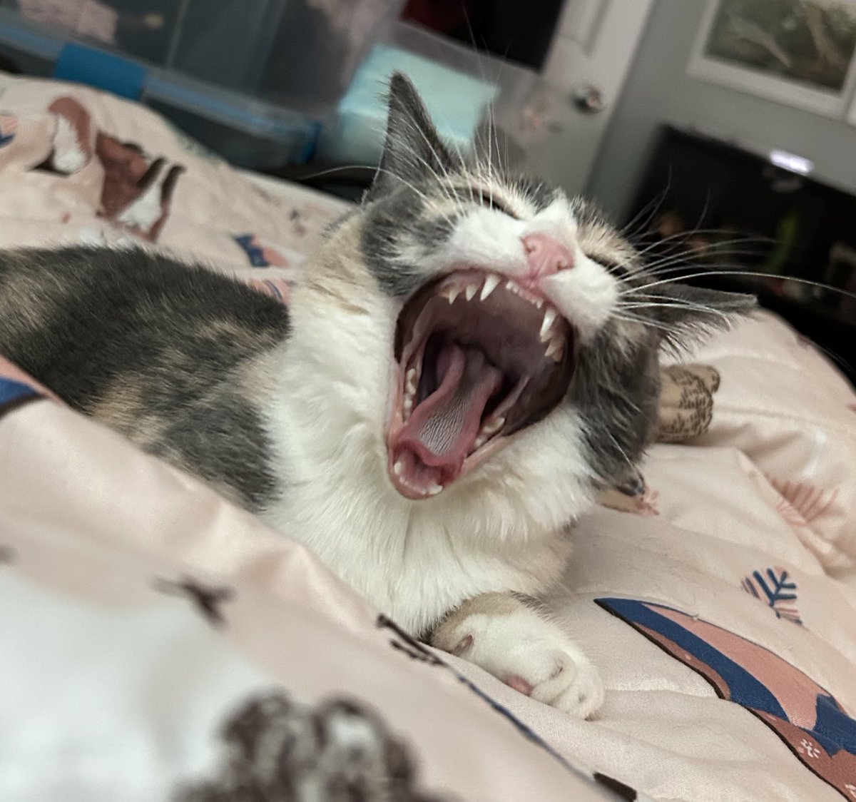 oreoeocat's tweet photo. https://t.co/TRYA5rEGDr