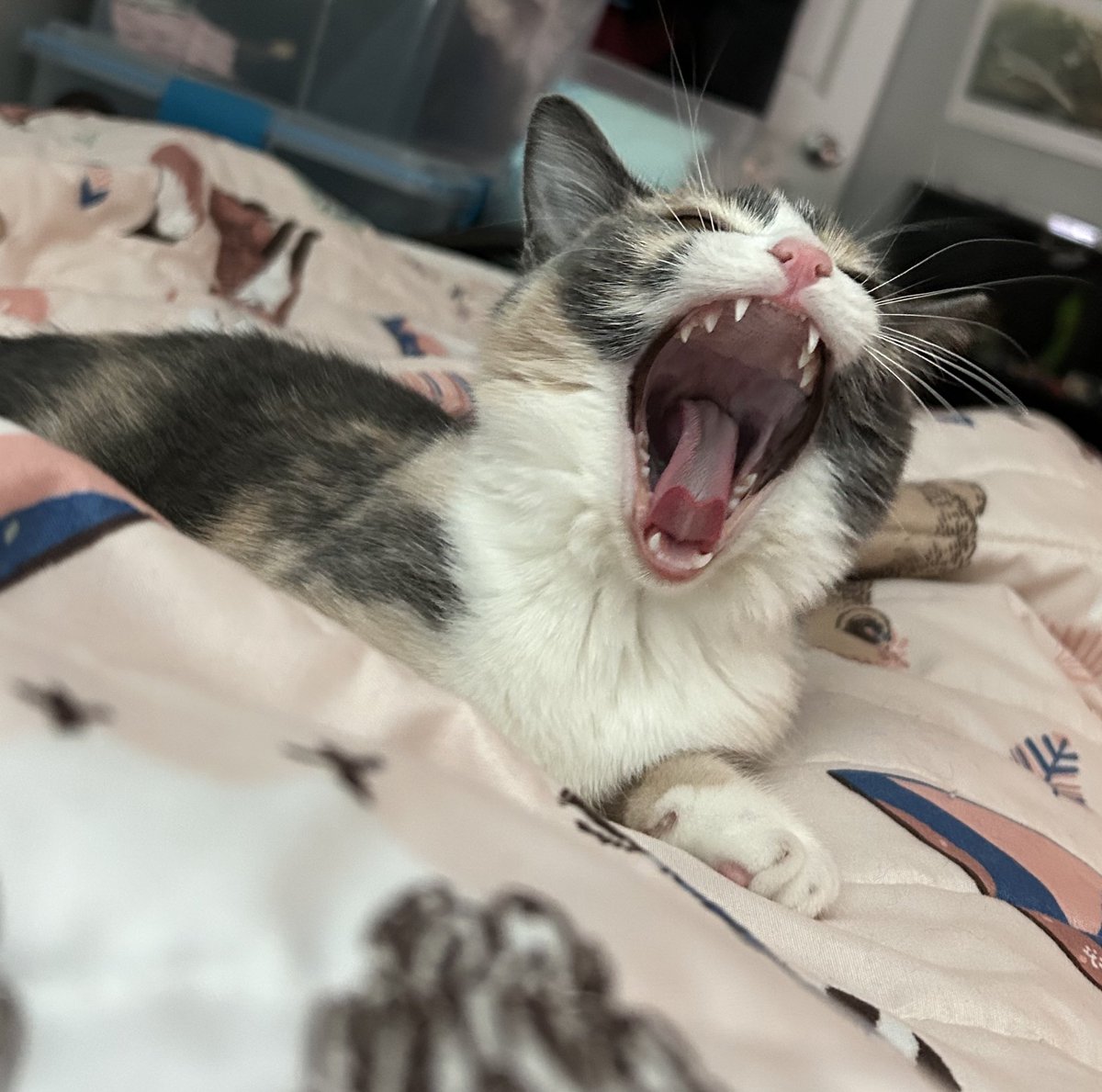 oreoeocat's tweet photo. https://t.co/TRYA5rEGDr