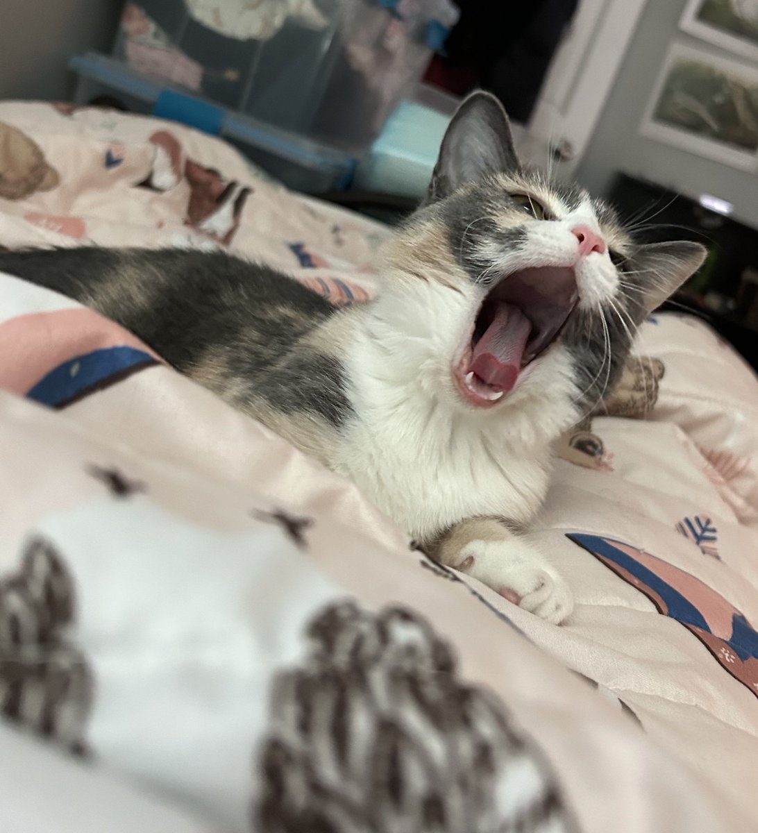 oreoeocat's tweet photo. https://t.co/TRYA5rEGDr
