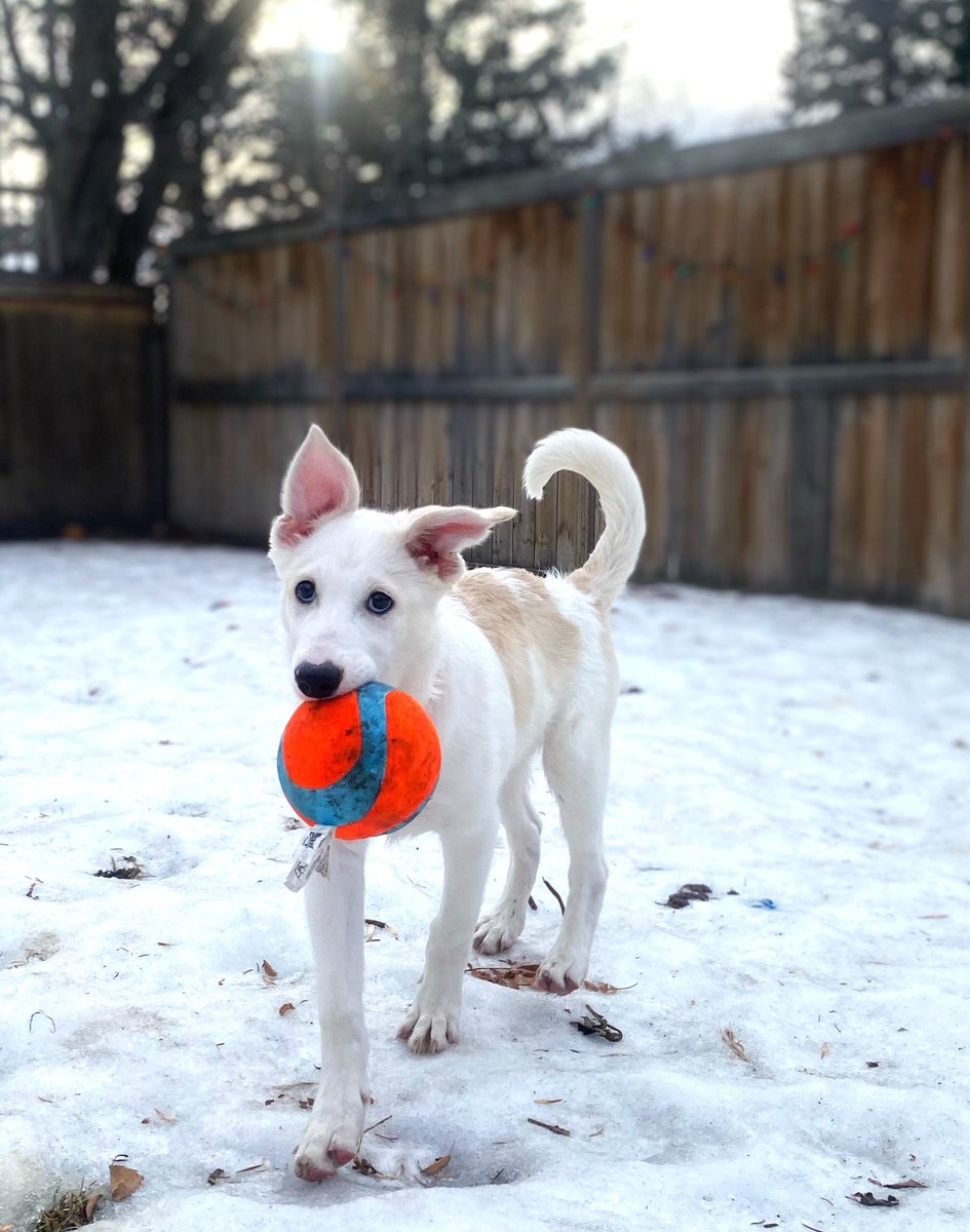 Nimbus, an adorable husky cross, is a REAL CATCH! 🐶 
He gets along great with dogs and cats, and sleeps through the night in his crate! 
He’s well-mannered, and enjoys a good romp in the snow, walks,  and cuddles! 🤗
Check him out at aarcs.ca/animal/a200023…