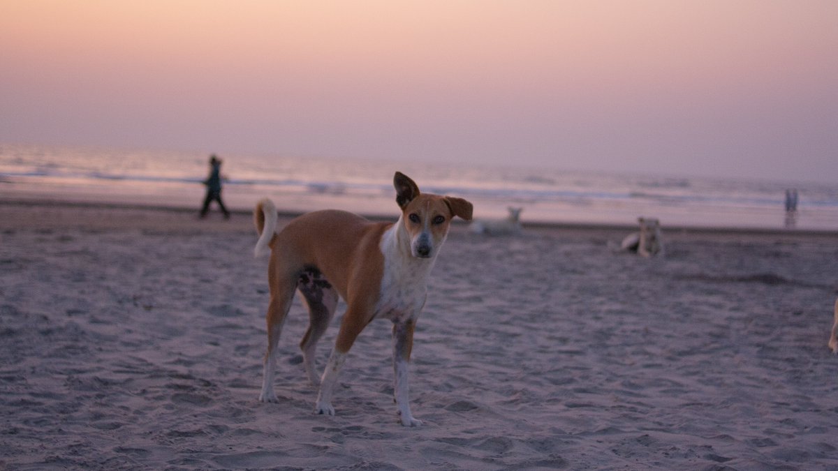 Bdsmsattwa (@fimius) on Twitter photo 