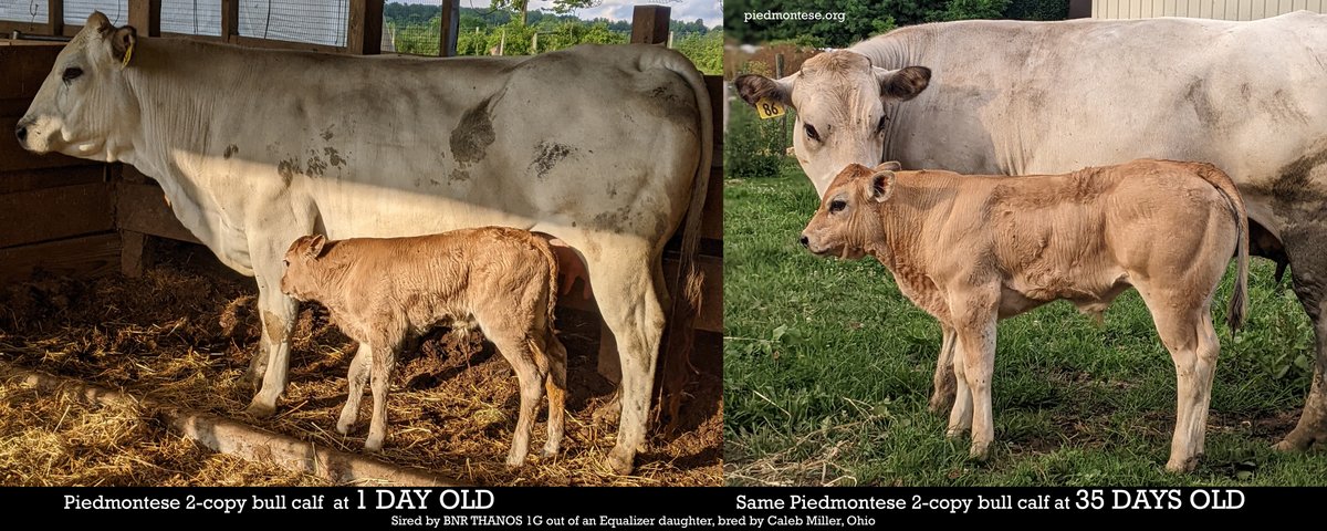 Piedmontese calves grow beef fast!