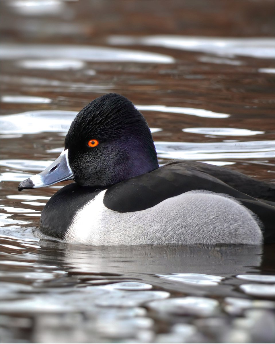 Mark Pitt (@mark__pitt) on Twitter photo Drake ring-necked duck on Maxwell pond this morning. Cracking looking bird and great to see it still going strong (presuming it's the same bird that visits every year).
<a href="/Clydebirding/">Clyde Birding</a> <a href="/RSPBScotland/">RSPB Scotland</a> #nature #naturep Drake ring-necked duck on Maxwell pond this morning. Cracking looking bird and great to see it still going strong (presuming it's the same bird that visits every year).
<a href="/Clydebirding/">Clyde Birding</a> <a href="/RSPBScotland/">RSPB Scotland</a> #nature #naturep