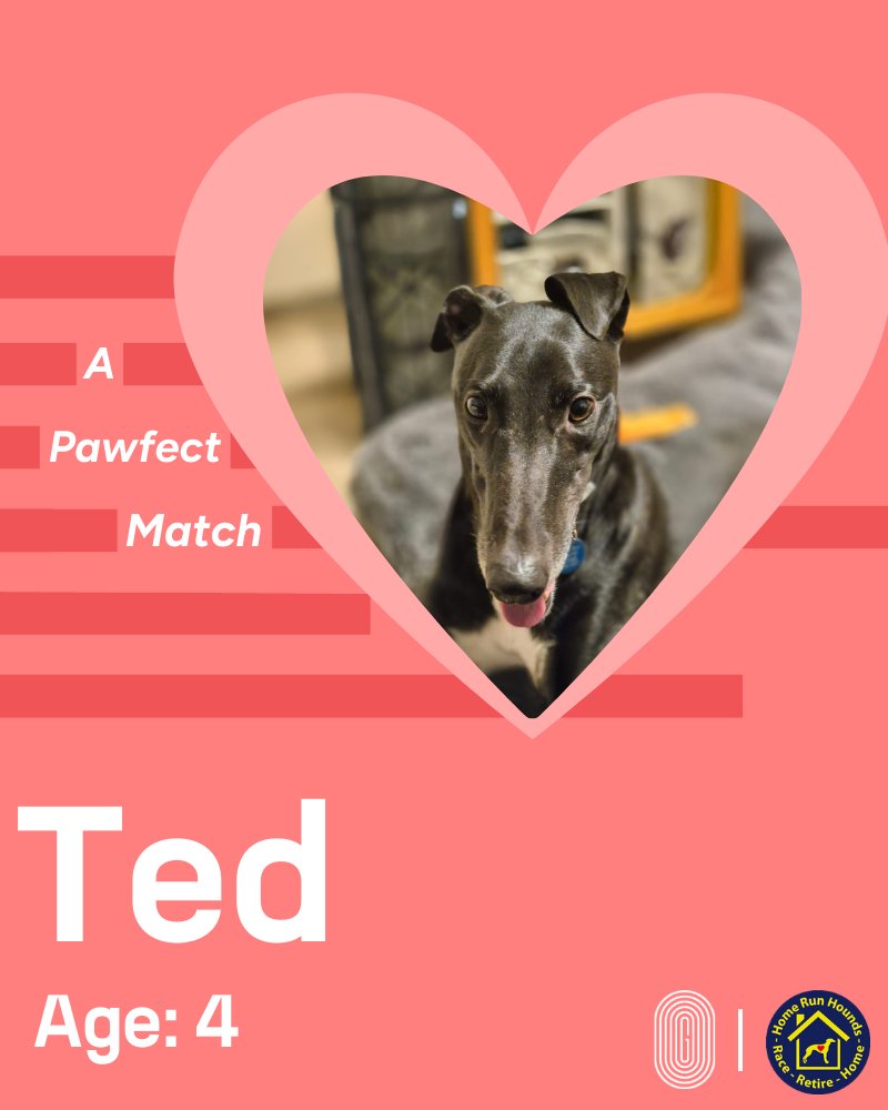 GreyhoundHoming's tweet image. Ted, 4, is a playful lovebug who adores zoomies, tummy rubs &amp;amp; human company! 🏃‍♂️💕 House-trained &amp;amp; great on the lead, he needs a cat-free home. Could he be your #PawfectMatch? 🏡🐾  @HomeRunHounds

shorturl.at/6UBPM

#GHUK #UKGreyhounds