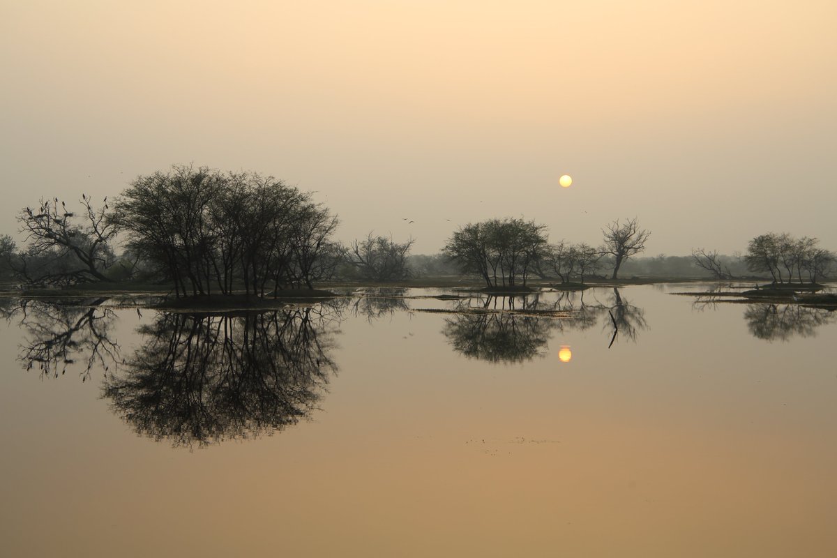 DrDFoster's tweet image. Bharatpur