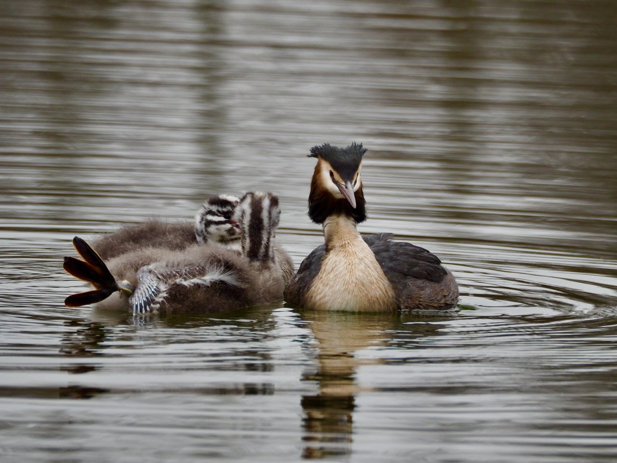 GruiformAbi's tweet image. Great crested grebe family at Lakeside park this weekend