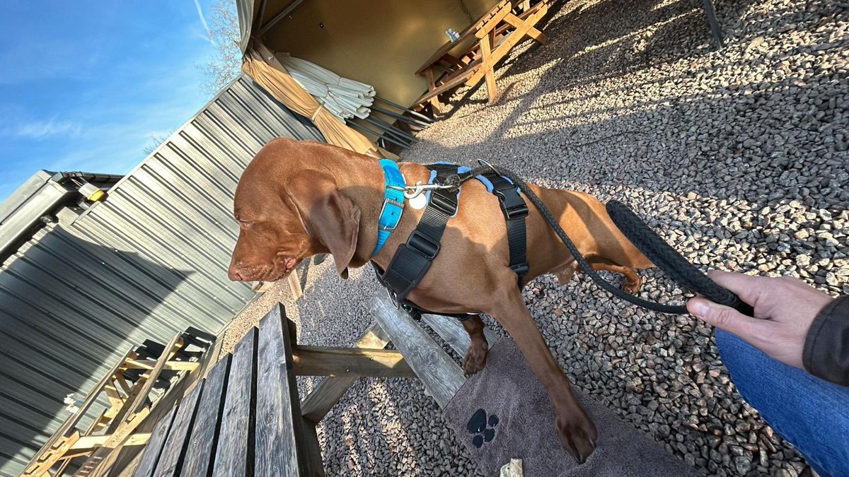 matay20's tweet photo. @DT_Kenilworth 9 weeks in and Cooper (formally Benji) is settling in well. Getting calmer each week, mouthing is reducing. He’s learnt to respond to “here” and “with me” which allows freedom on the many walks we enjoy. A complete ‘cuddle bug’ who enjoys a nap on the sofa. https://t.co/LMGIFcjYas