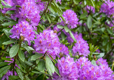 Find out why Rhododendron ponticum is such a problem in #ScotlandsRainforest 
📷 Caz Austin
savingscotlandsrainforest.org.uk/blog/the-threa…