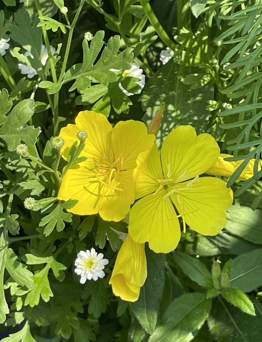 SandraBeeKind's tweet image. Common evening primrose is the secondary February birth month flower.
The primrose is one of the first spring flowers to bloom, and symbolizes renewal and optimism.

#SundayYellow 
#BloomScrolling
#FlowerReport
#Gardening
