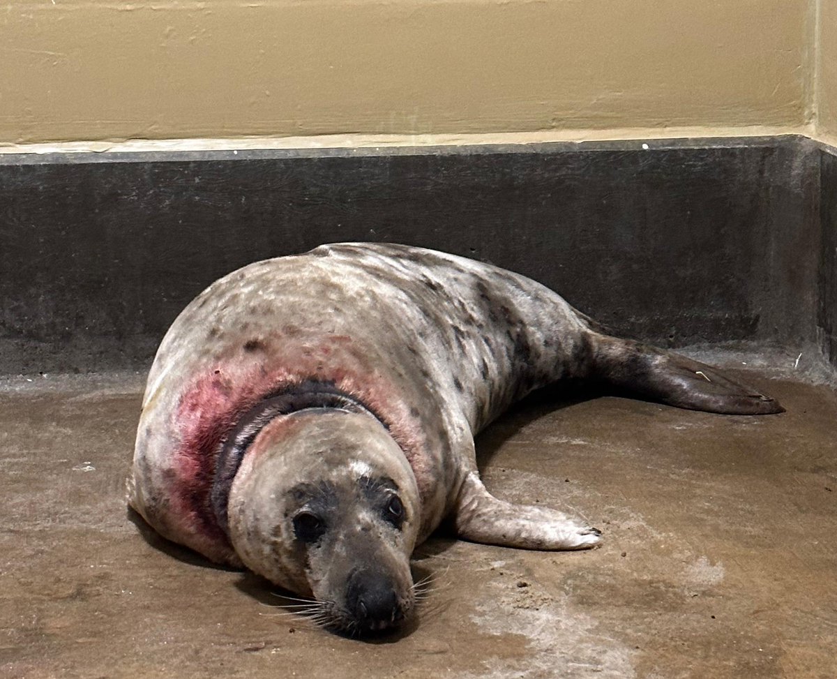 Meet Orca 😔 an 120kg seal  entangled in thin fishing net, stuck around her neck. Cutting deep into her skin causing multiple wounds. It will cost us up to £10,000 in rehab.Please consider visiting our Amazon wishlist (thermometers, buckets, scales, salt). Any donation helps ❤️