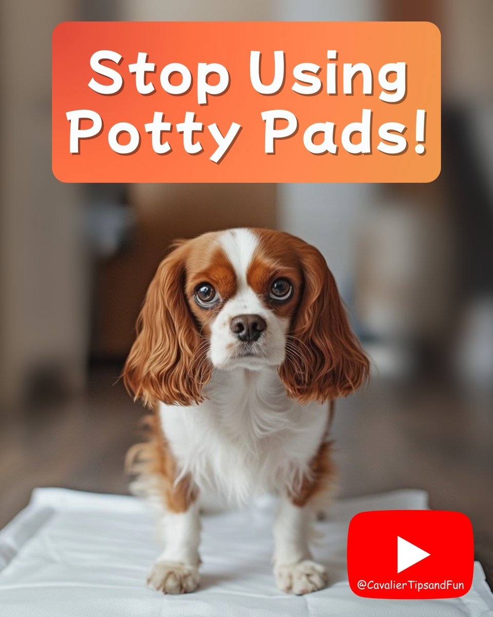 dogtrainer4ever's tweet photo. 🐾 Ditch the Pads 🐾 Are you ready to transition your dog off potty pads? 🐾 In this video, I’ll walk you through the best way to get your dog potting outside, leaving the indoor potty behind. 📹⁠ https://t.co/h2yF2TM9MW #CavalierKingCharlesSpaniel https://t.co/iqDCUo6FvV