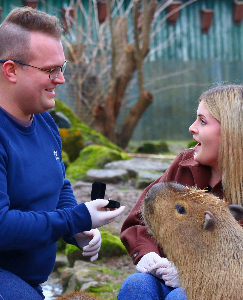 🩷 Capy Valentine's Day 🩷

When our members Jamie asked for our help planning a surprise proposal for his girlfriend, Amy, we jumped at the chance to make this special moment one to remember - surrounded by our capybara family 🥹

And she said yes!
