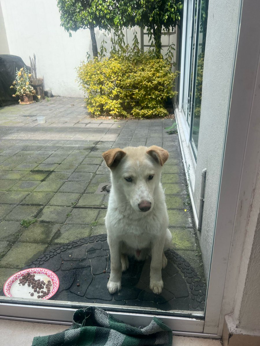 Seputv's tweet photo. Gente buena! Estamos localizando a la familia de esta criatura. Se encontró en San Jerónimo. Se nota que es de casa, pero no tiene collar. Si no se encuentra a sus familiares se dará en adopción. Denle RT por favor 
Gracias 
@SussSep https://t.co/TNXl8U2igx