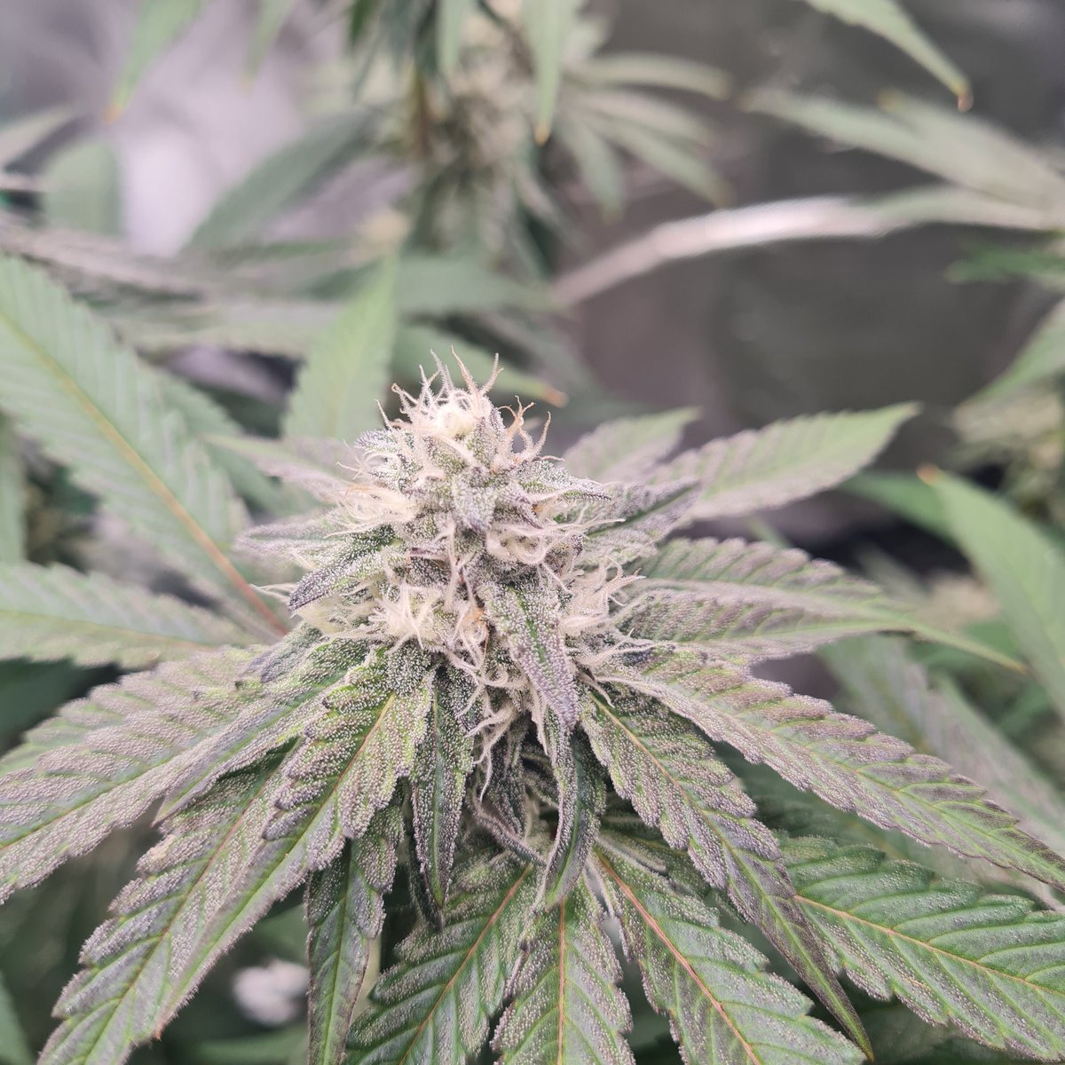 WeedJuice.io tweet media