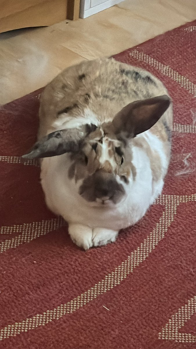 can u watch him for a sec i need to go shops. make sure he doesnt misbehave