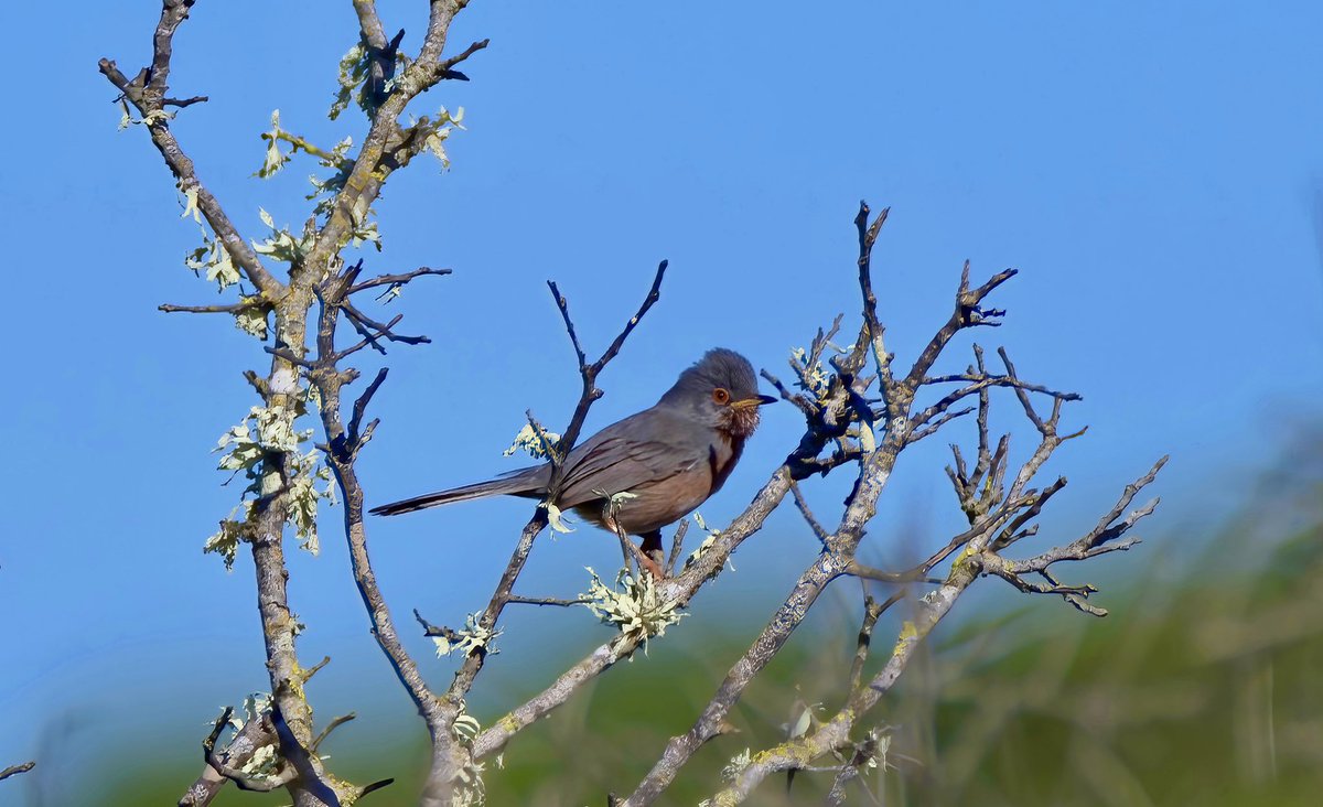 Glorious Spring weather in #cadizprovince near Conil.  Flocks of Stone Curlew, Audouin’s Gull and Caspian Tern at the mouth of the Rio Salado and Dartford Warbler on heath covered cliff tops at Roche.