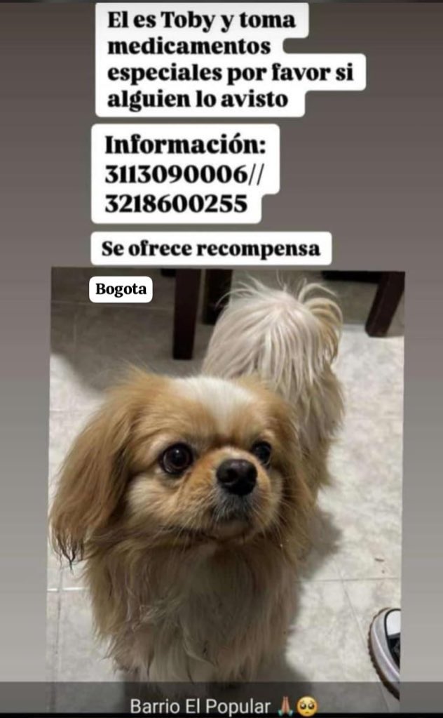 CamiloJaramill's tweet photo. 🆘Su familia busca a Toby 🐶, Barrio el Popular en Bogotá, por favor compartamos 🙏
@MONYRODRIGUEZOF @PlataformaALTO @Marce_Tabares @piedrahitangela @DanielSamperO @HELIODOPTERO @coraimatorresd @patrulleroefra @laurarubiogu @darcyquinnr https://t.co/f1a0ygQH8h