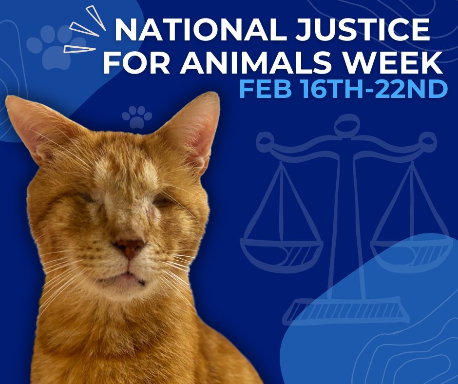 It's #justiceforanimals Week! Uncle Fester's a prime example of an animal deserving justice. While trying to survive on the streets, he was shot with birdshot &amp; still has pellets under his skin.

Here's how to help get #justiceforanimals: aldf.org/project/nation…