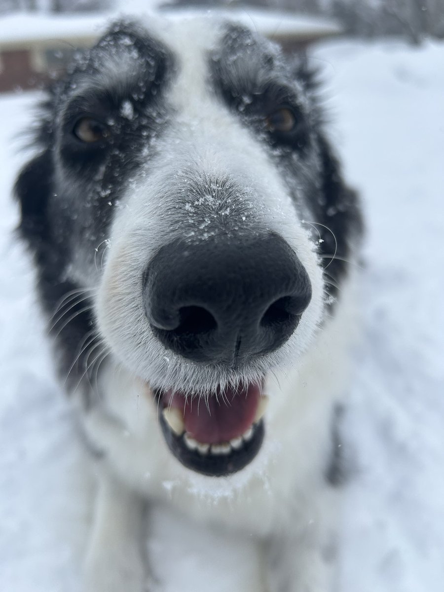 This pup loves the snow. 🤍