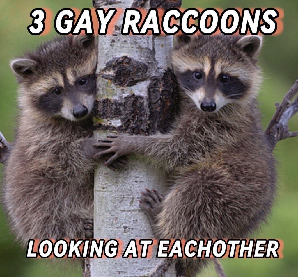 raccoon aesthetic. (@raccoonesthetic) on Twitter photo 