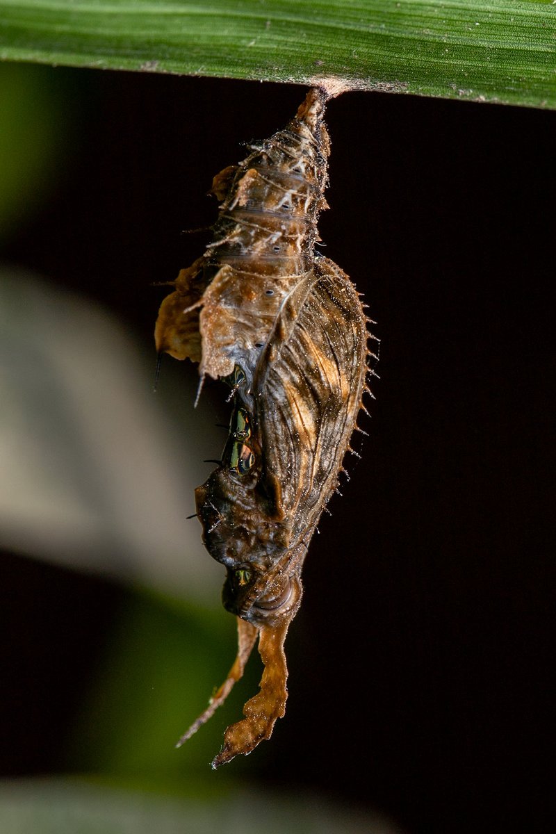 TreehopperGO_GT (@treehopperg) on Twitter photo 本日のその他の虫 本日のその他の虫