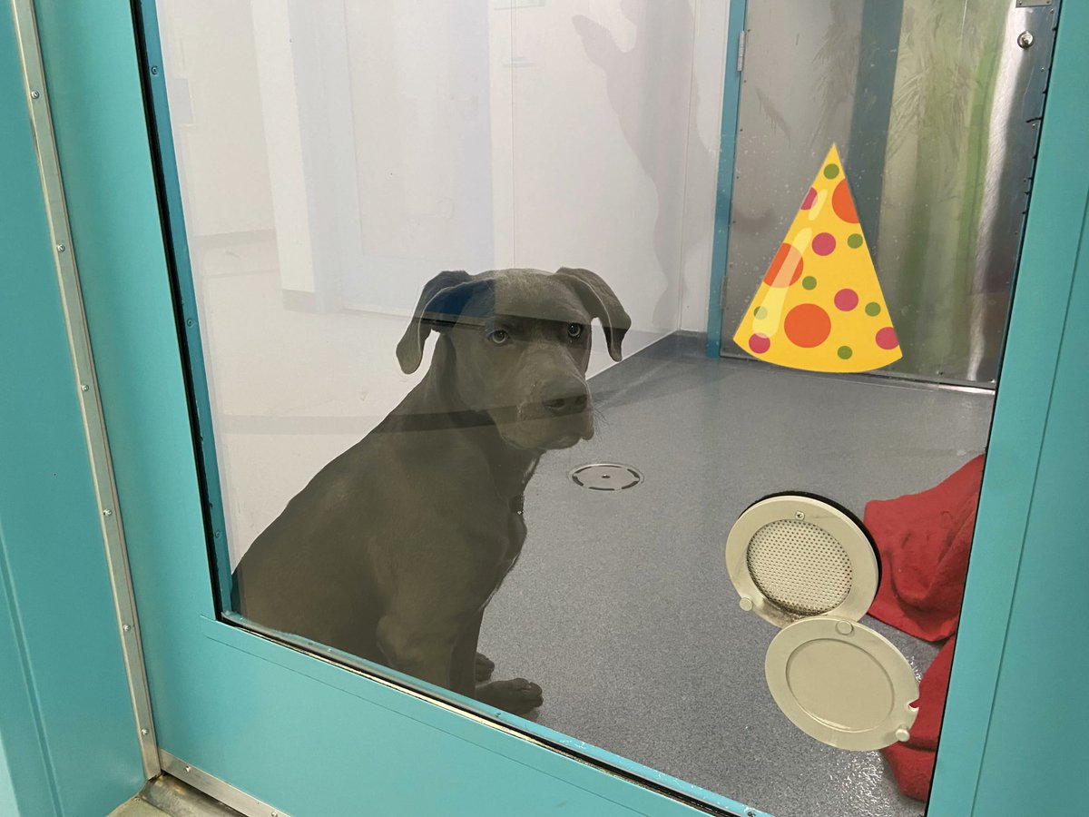 CJMENews's tweet image. RHS currently has a high number of dogs, and adoption fees are reduced this week.

#regina #yqr @reginahumane 

cjme.com/2025/02/16/inc…