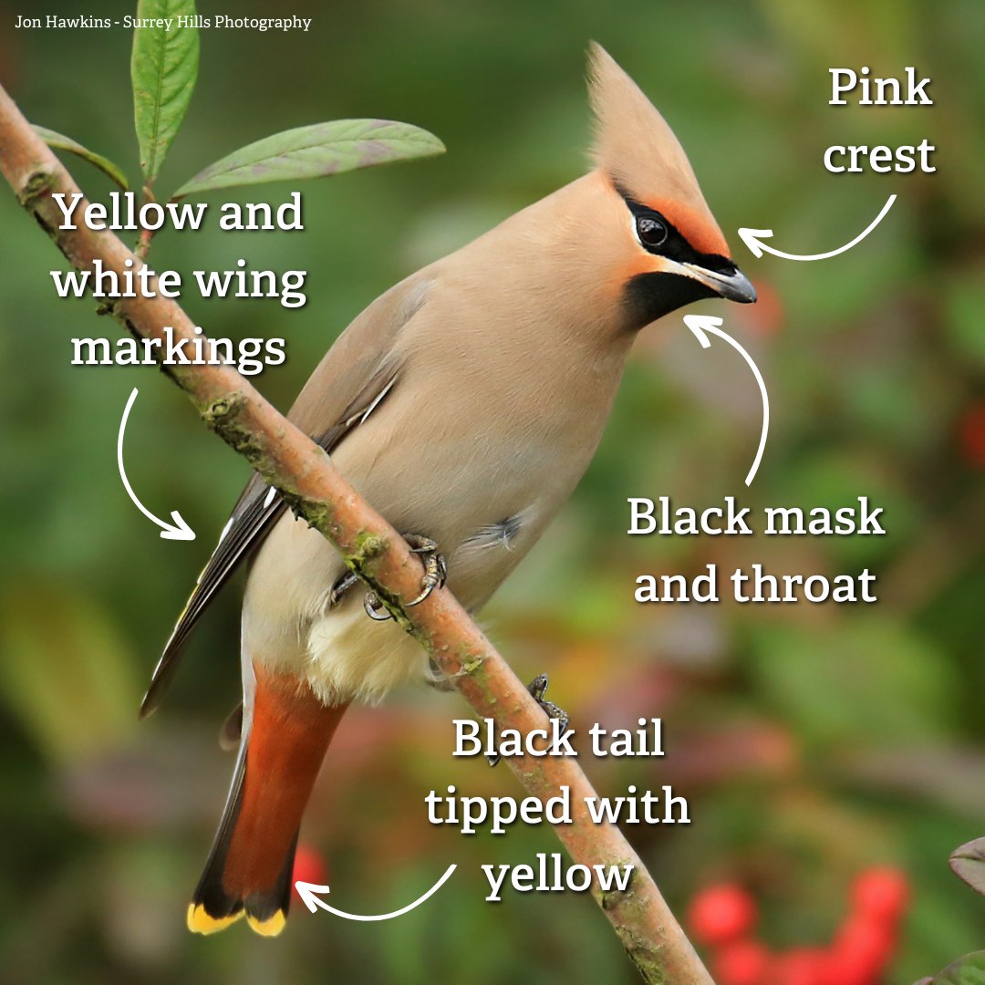 Have you spotted this colourful winter visitor?

Waxwings can often be spotted in large flocks in berry-laden bushes in towns, car parks and gardens.

Find out more about these fascinating birds: wildlifetrusts.org/wildlife-explo…