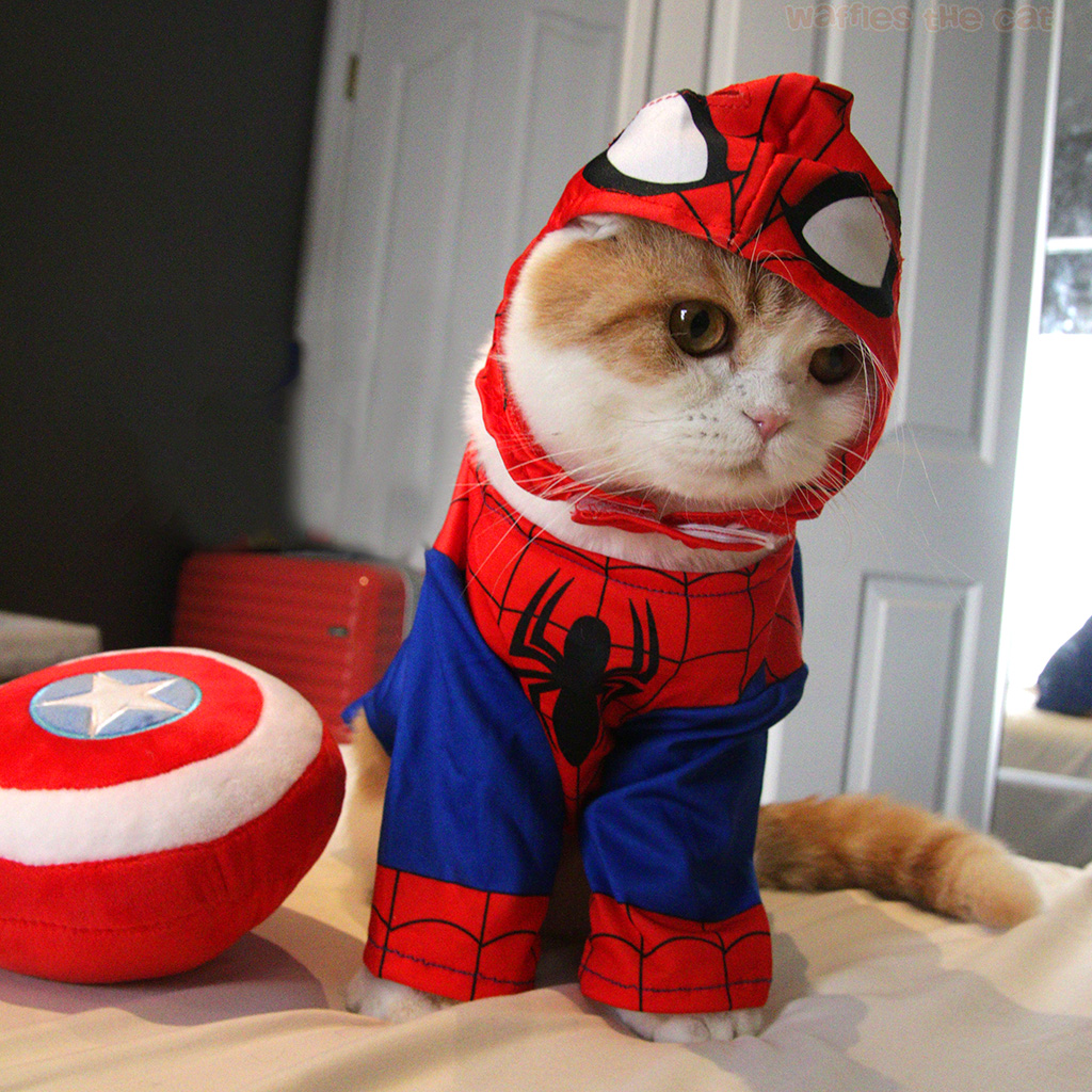 LAUNCHCLOUDAI's tweet photo. @orangie SpidyCat is 100% real 
🐱📷 Meet SpidyCat – the ultimate web-slinging memecoin! Powered by community, fueled by fun, and built for the culture. No team dumps, just organic growth and strong diamond paws. ca: H97H1UTatsCmCmEccwAvexxFuo9tkqhtzeavajxEpump https://t.co/3nH4TkaoP3