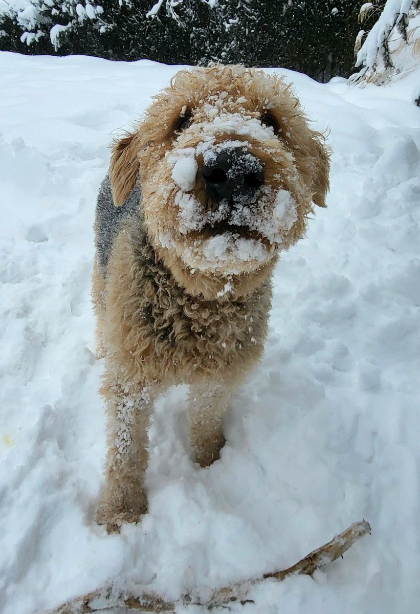 Glad someone is enjoying this snow. Most I have seen in years.