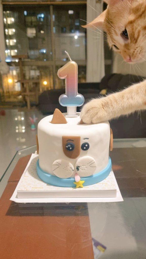 Lacodorna's tweet photo. Con el alma y corazón totalmente destrozados, te digo "hasta luego" mi niño Naranjito. Gracias por salvarme, en todos los sentidos. Estarás para toda la vida en mi corazón. Te amaré por siempre mi gotita de tigre🐈🧡✨️

Naranjito
18/04/23 - 13/02/25 https://t.co/s5QZIrv9kl
