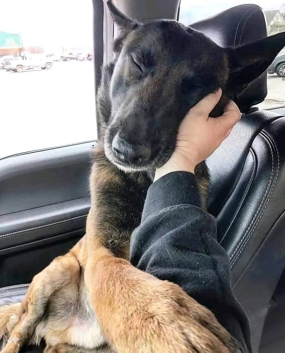 This dog was in the shelter for 173 days, This is his first ride home 😍 don't scroll without giving them some love!🦮💞