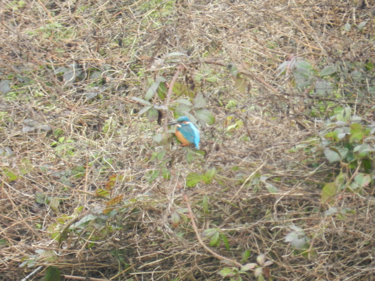 marksmith1986's tweet photo. Today on the Freshney Kingfisher showing well.
#kingfisher #grimsby #river #Freshney https://t.co/Km5Xovzxxu
