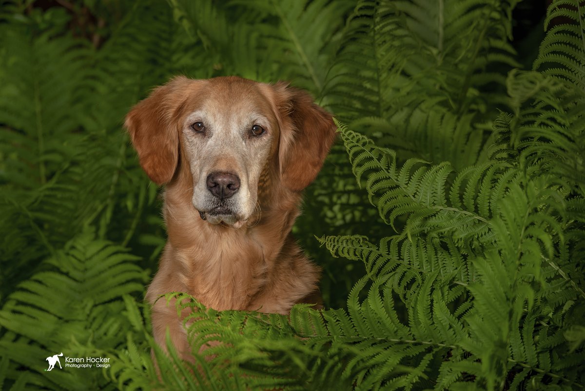 khphotography's tweet photo. I look out the window at yet another cold dreary day, but I know spring is coming.  Spring brings a riot of color making it the perfect time to schedule a portrait session for your canine or equine companion.  Now Booking!
 #springphotos #dogphotos #dogs #goldenretriever https://t.co/URxUspkIt7