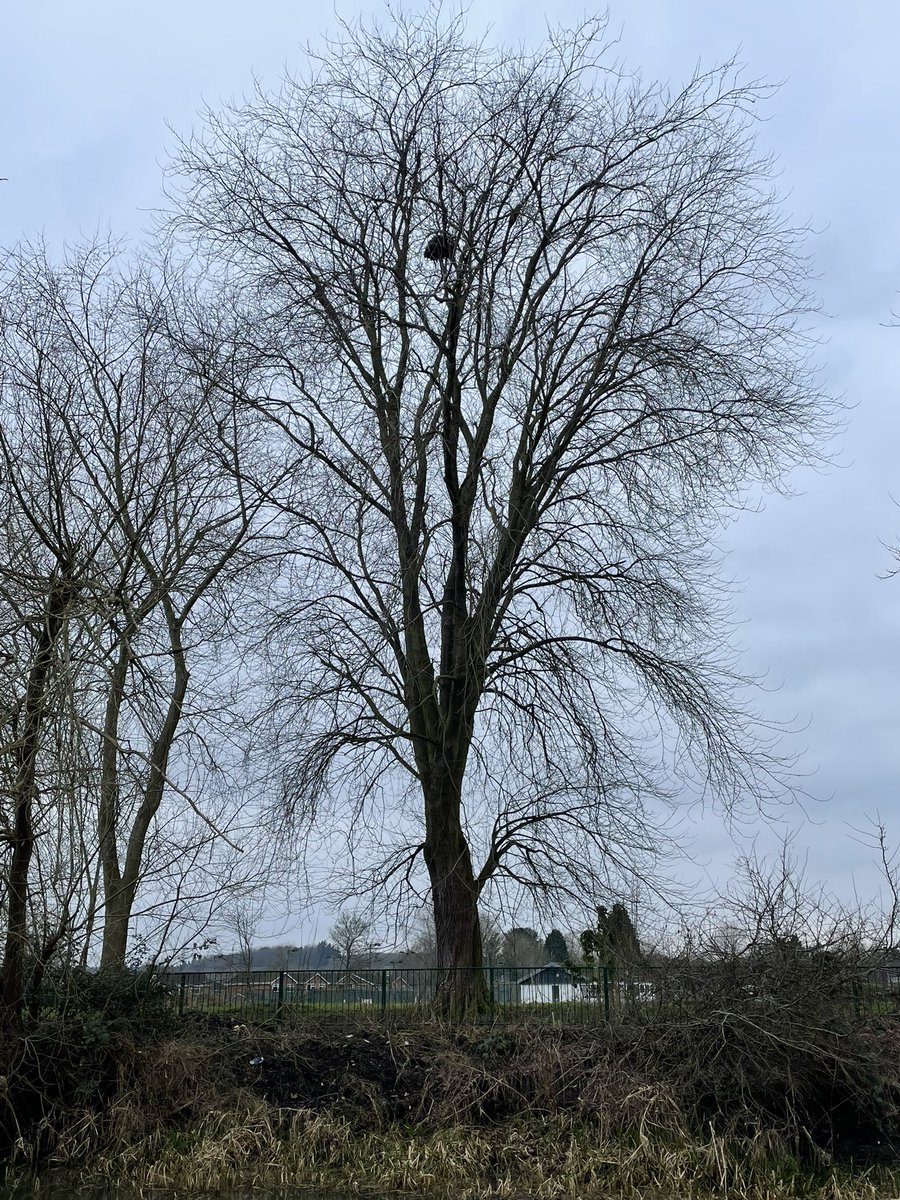 26 miles walked/run this week. Hoping to increase the weekly miles as the mornings are starting to get lighter. This week’s photo theme is ‘Trees about to unfurl’ new total 150 miles. #nhs1000miles #NHS1000miles