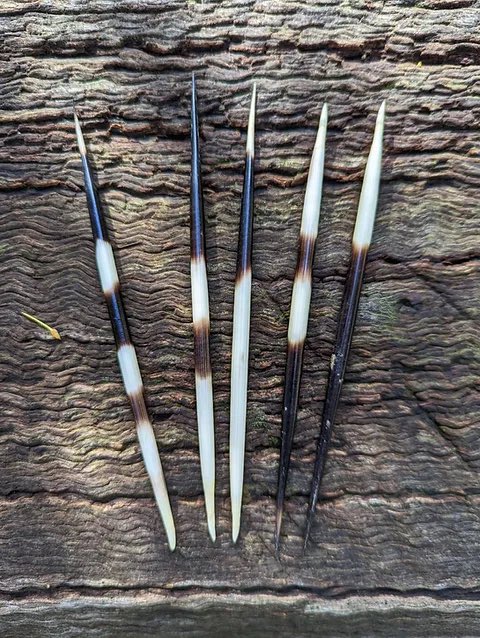 HerbalistChief's tweet photo. Get porcupine quills, burn the tip and let him inhale the smoke. 

Nosebleed will stop completely. 
Nature heals. https://t.co/XympVMMzCk