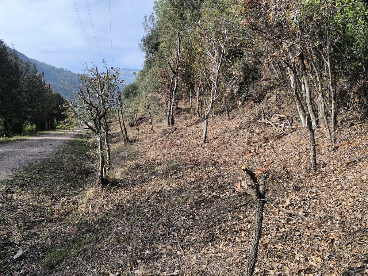 Arbres decapitats sota una línia elèctrica a <a href="/Aj_Figaro/">Ajuntament de Figaró-Montmany</a> <a href="/montseny/">Parc Natural i Reserva de la Biosfera del Montseny</a>. Pq no deixar arbustos i treure els arbres enlloc de tenir alzines mutilades? La manca de criteri en gestió forestal a CAT a vegades és lamentable <a href="/CETAF_Cat/">Enginyers_AgrícolesForestals</a> <a href="/CEFCat/">Enginyeria de Forests a Catalunya</a>