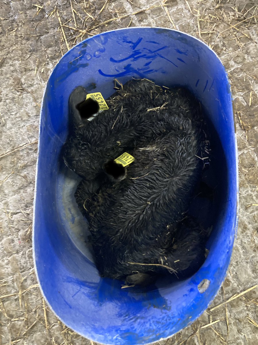 Catherine tweet media