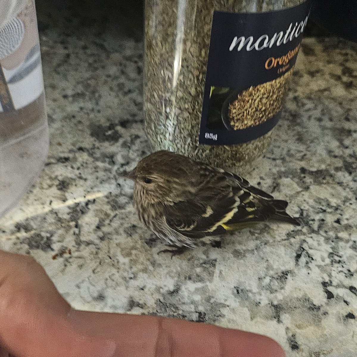 Ponchik ‘rescued’ a Pine Siskin today (allegedly). He insisted it needed to be *detained for questioning*. After a tense negotiation (and a nap), I released the ‘suspect’ back into the wild. The bird’s lawyer says ‘no comment.’ 🐾⚖️ #CatCrimes #BirdLiberation