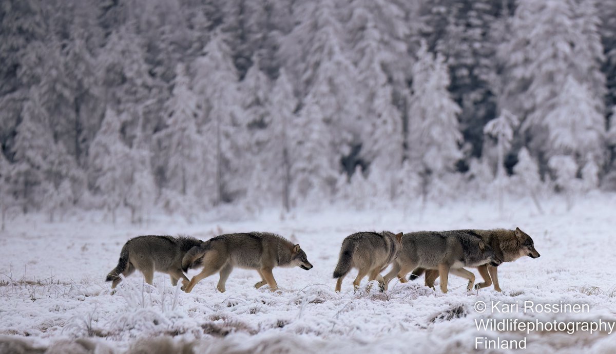 KRossinen's tweet photo. Sudet liikkeellä. #wolf #woves #wolfpack #moving https://t.co/5Wqs1REFVx
