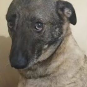 Ayşe piyano çalarken dünürlerin garibanlık #ŞakirPaşaAilesi