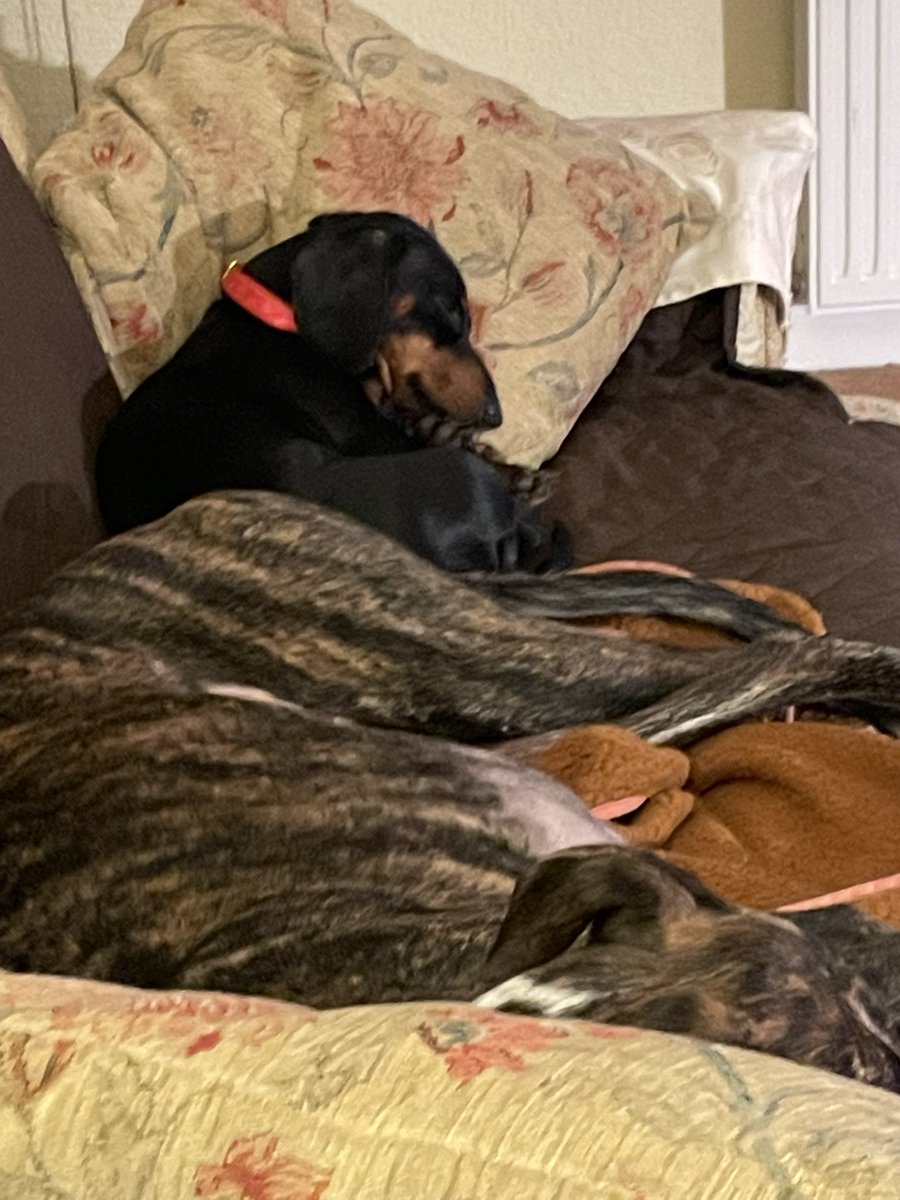 Amigo’s I have a problem to report. Hoomum has offered to look after this little furriend whilst her parents are on holiday. She has already eaten my biscuits. Eees theees an outrage or a compliment? #BTPosse