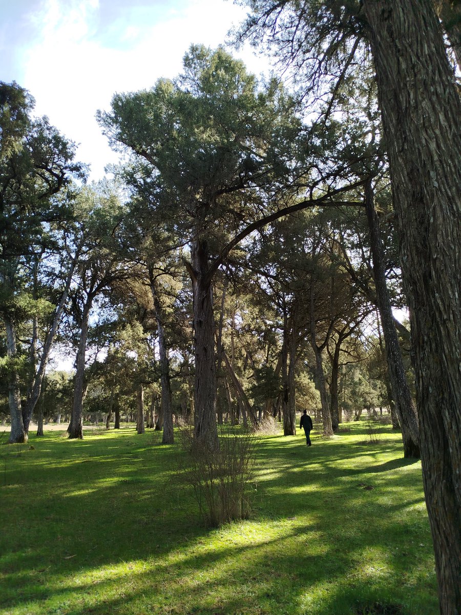 Finde soriano viendo montes espectaculares y aprendiendo selvicultura sobre el terreno con <a href="/ipinabarro/">Isaac Fdez</a>

1- La Fuentona
2- Sª Cebollera
3- Hayedo de Montenegro
4- Sabinar de Calatañazor