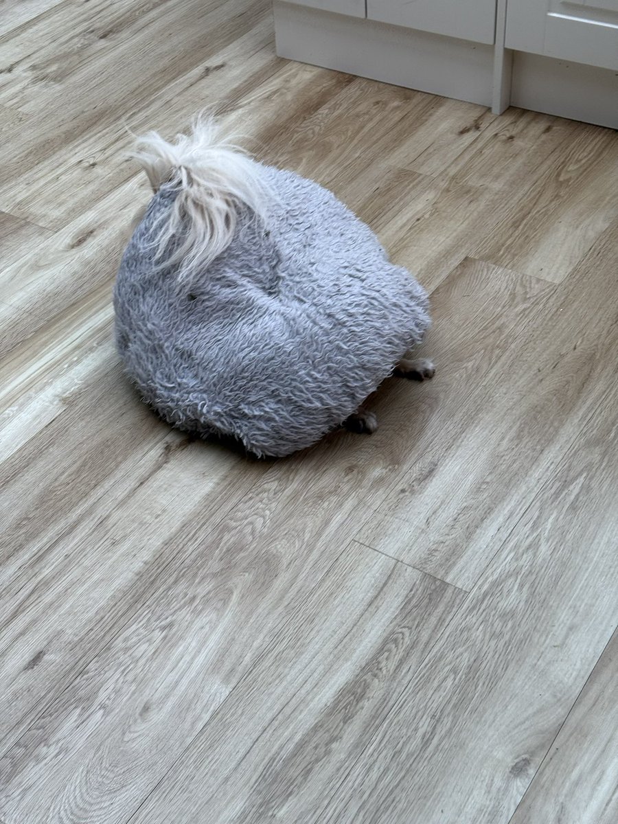 Couldn't find Sparky the chihuahua this morning! Was a bit perturbed to be approached by a dog bed!! 🤣🐶💕 #Sunday #dogs #Chihuahua #WritingCommunity