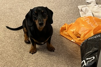 millypod1's tweet photo. 🆘14 FEB 2025 #Lost CHEWIE #ScanMe  
OLDER Black &amp; Tan Dachshund Miniature Male
Forest nr #DibdenPurlieu #NewForest #Hampshire #SO45 
https://t.co/oaVkdDOzSK https://t.co/Be44mZUv7u