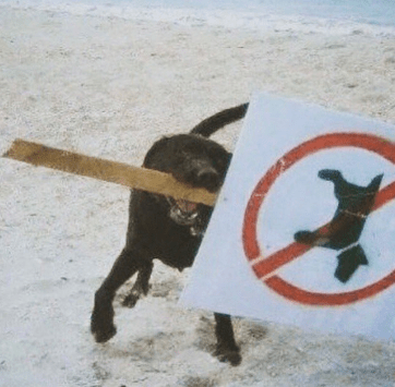 Puppieslover's tweet photo. 😂 best  caption wins https://t.co/YEHEV4e3Wl