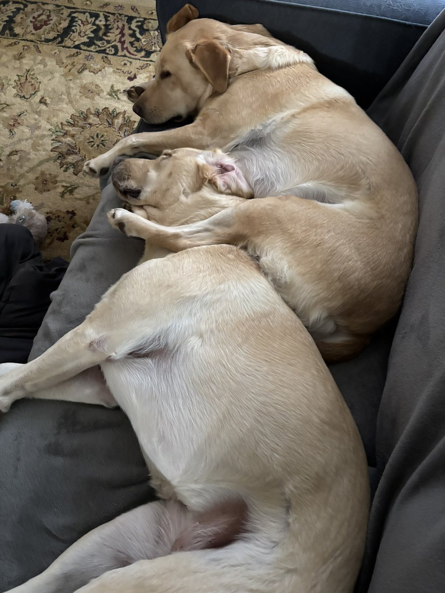 Can you believe some experts will try to convince you it’s bad to adopt litter mates? Dum-dums