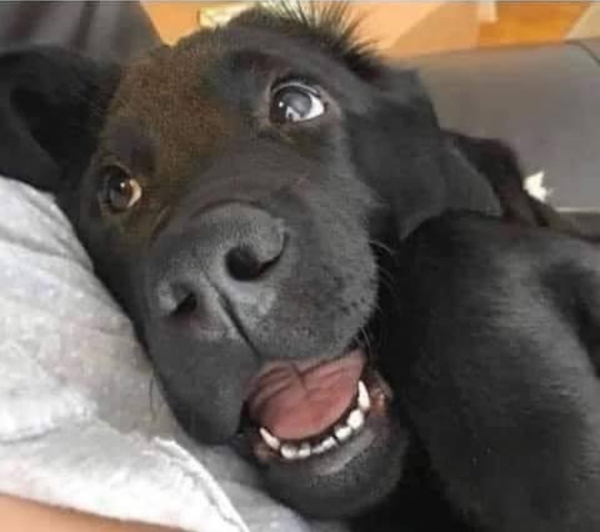 yoursoberpal's tweet photo. How my dog looks at me now that I’m sober and never skip walkies because I’m too hungover. https://t.co/Pcka6TMTlq